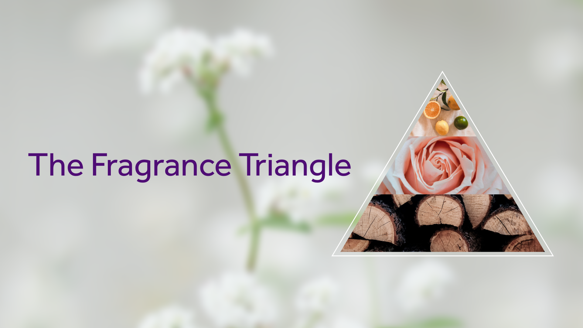 A visual representation of the fragrance triangle, with a citrus top note, rose heart note and wood base note